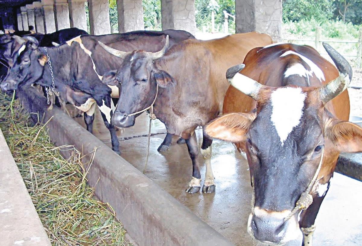 சம்பாரி மாடு