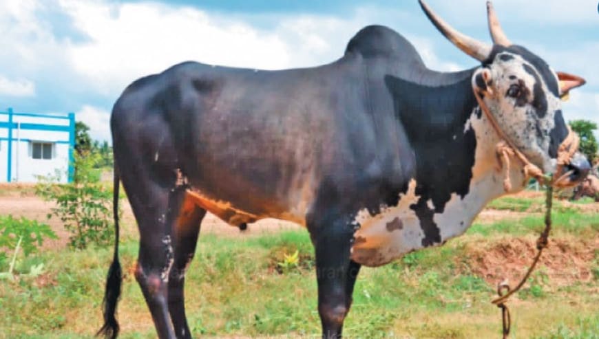 (ஆலம்பாடி மாடு)