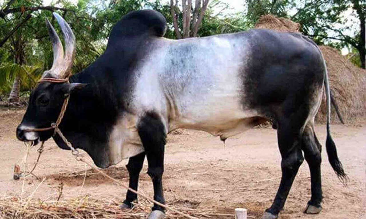 காங்கயம் மாடு