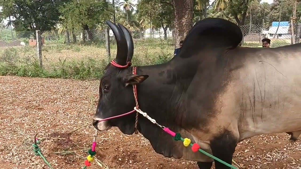 எருது மாடு