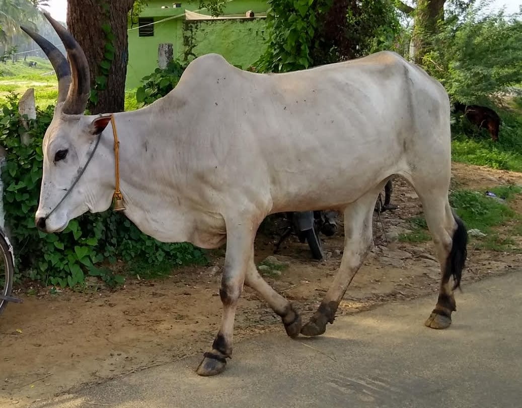 எருது மாடு