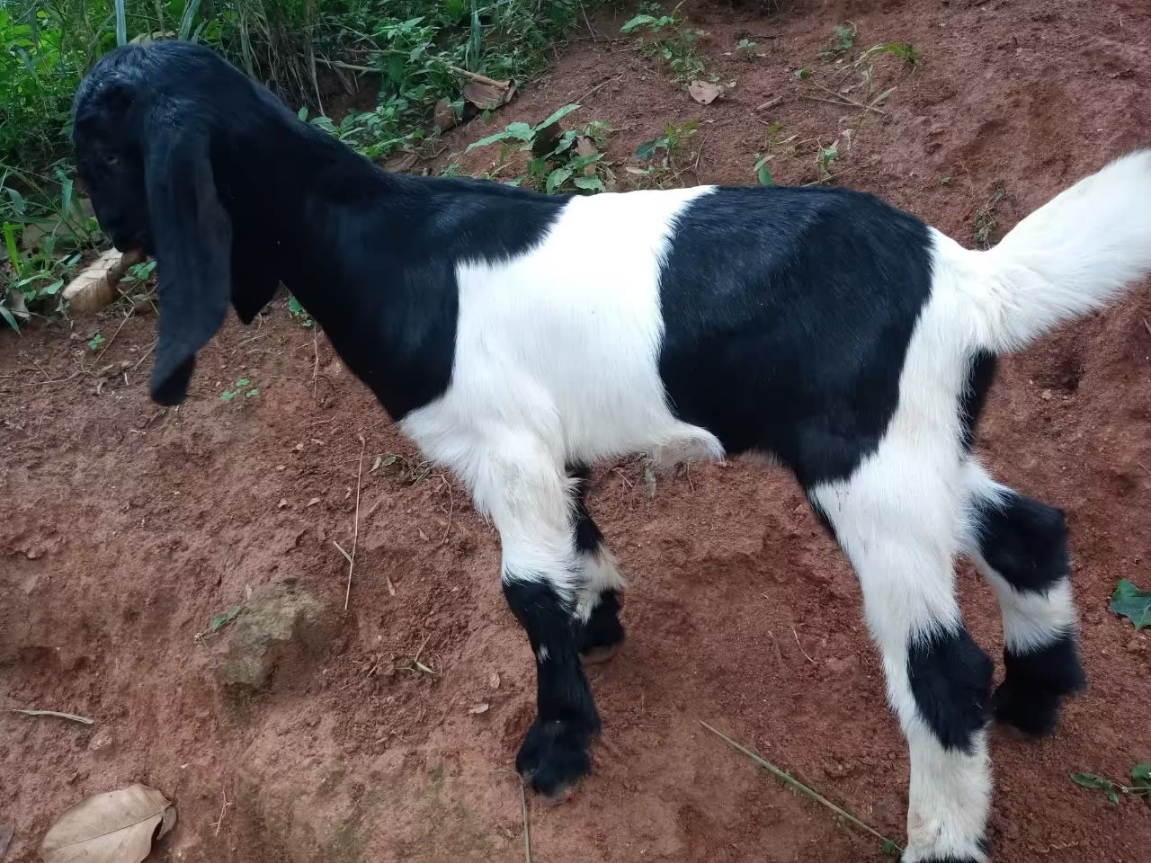 கொடைக்கானல் ஆடு