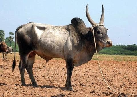 புலிக்குளம்