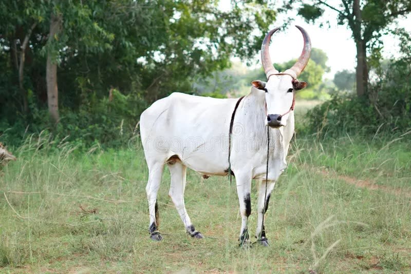 சேவலாட்டி (மலட்டுப்பள்ளி)