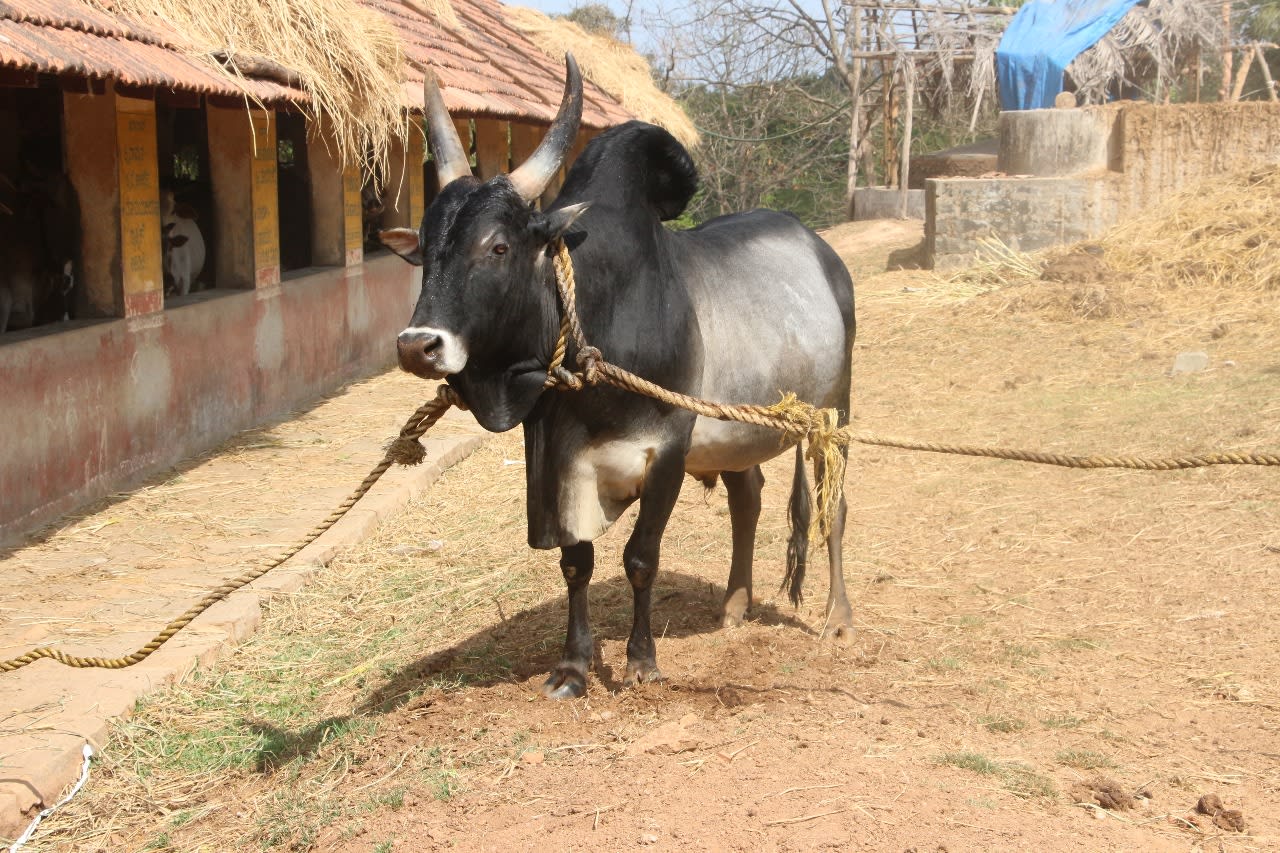 காங்கயம் மாடு