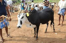 (ஆலம்பாடி மாடு)