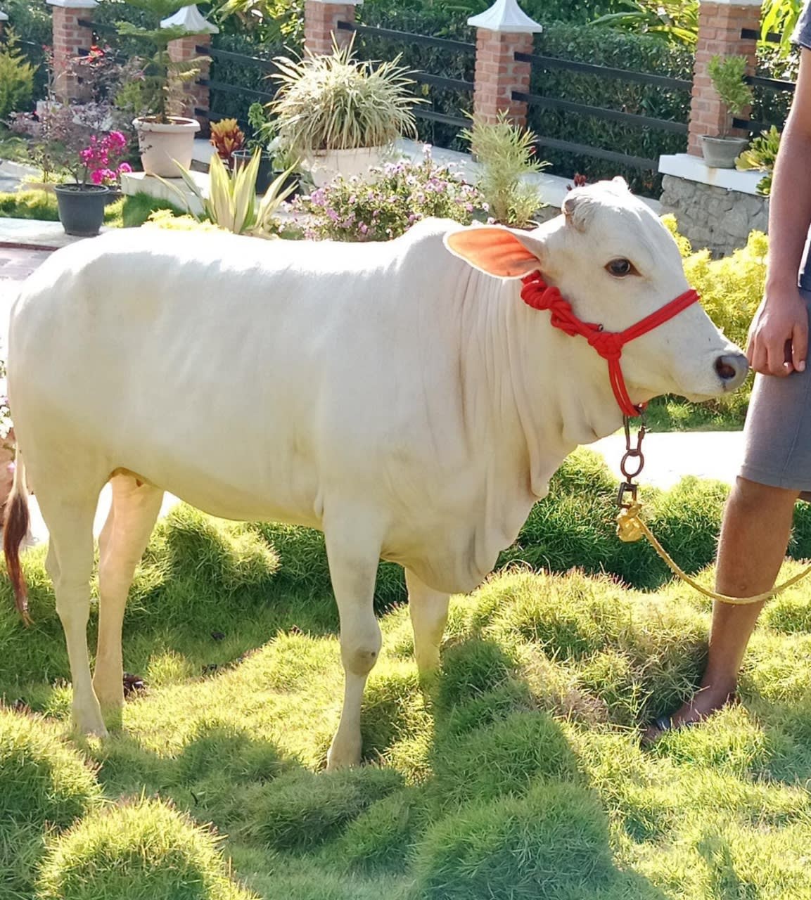 புங்கனூர்