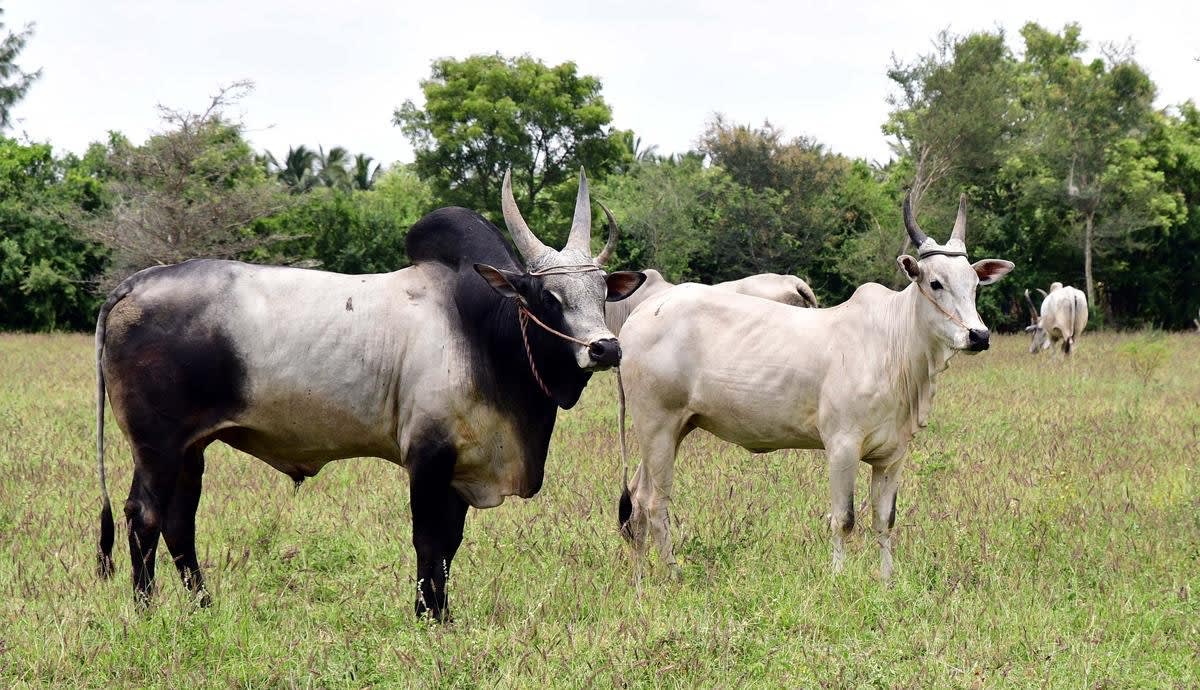 சேவலாட்டி (மலட்டுப்பள்ளி)