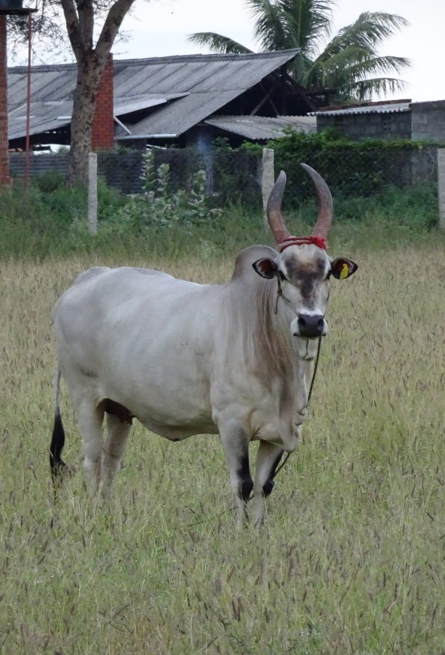 சேவலாட்டி (மலட்டுப்பள்ளி)