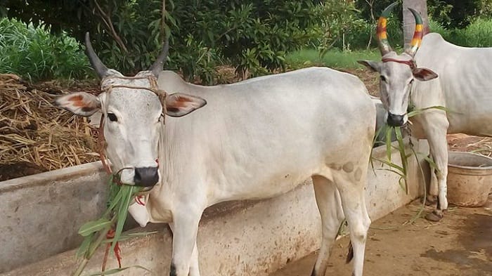 கட்டுகொம்பன் மாடு