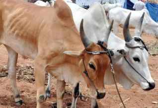 கட்டுகொம்பன் மாடு