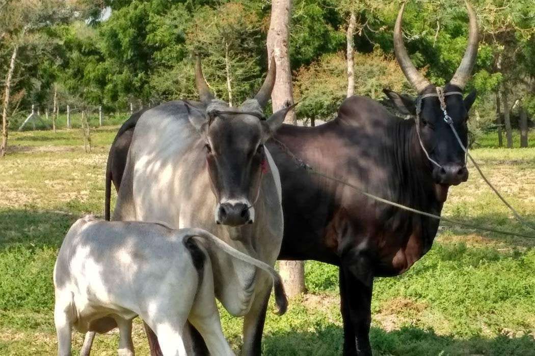 கட்டுகொம்பன் மாடு