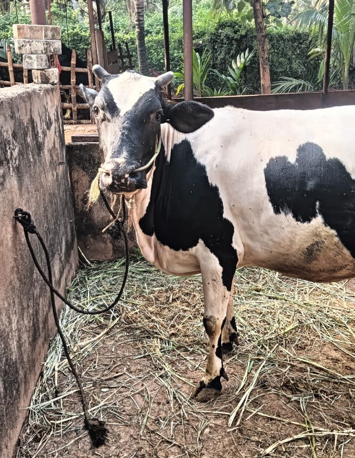 HF Cow