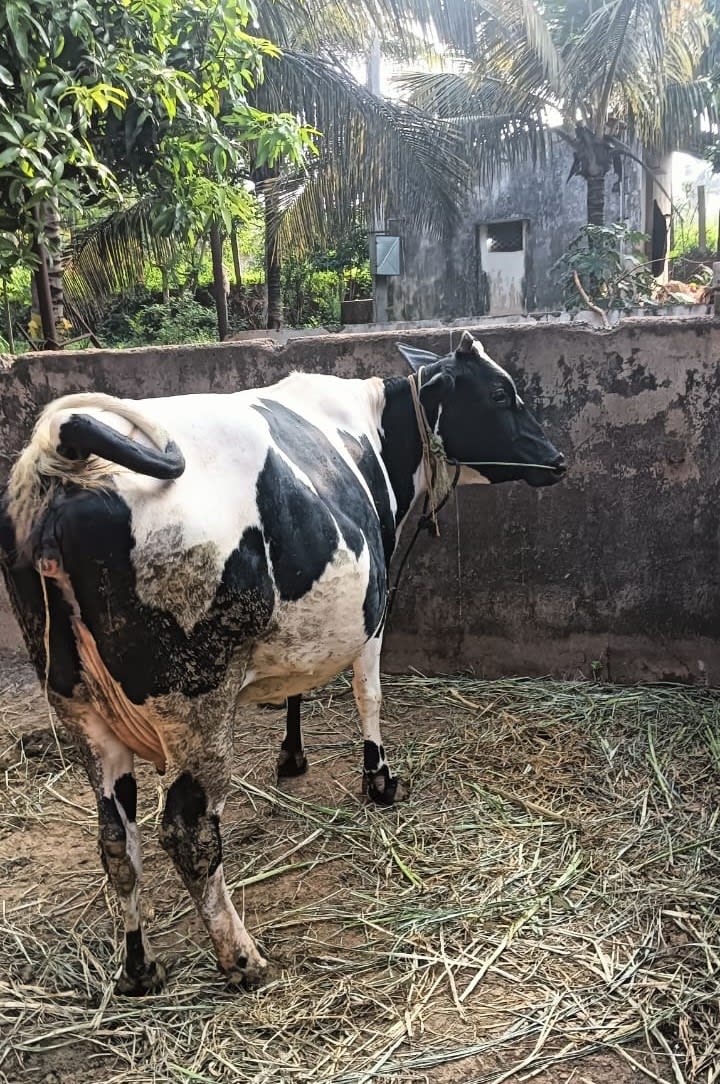 HF Cow