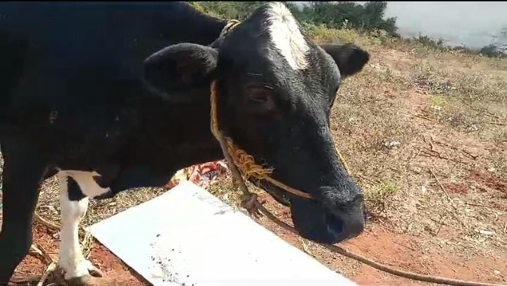 HF Cow