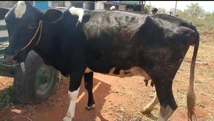 HF Cow