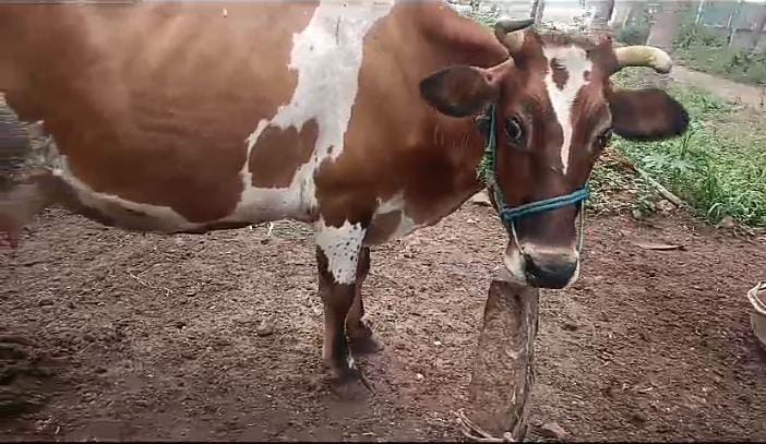 Jersey Cow