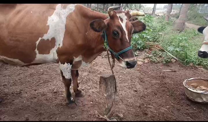 Jersey Cow