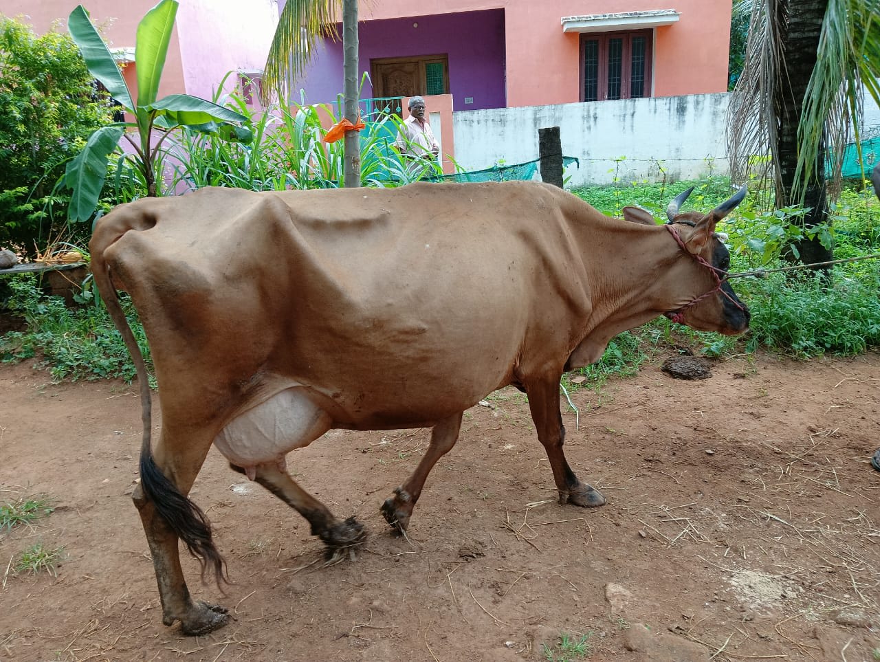 Sindhu Cow