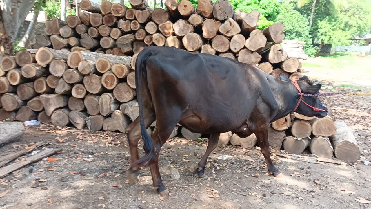 HF Cow