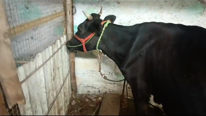 HF Cow