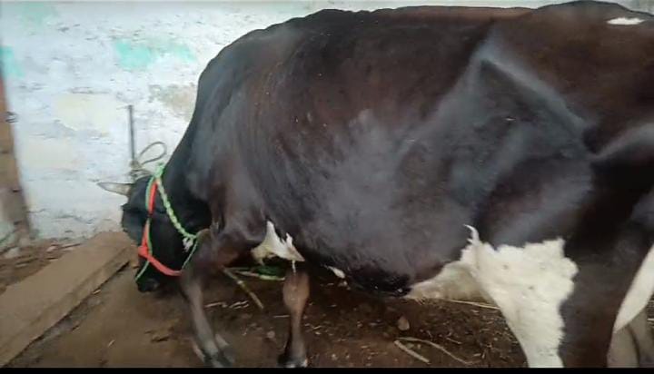 HF Cow