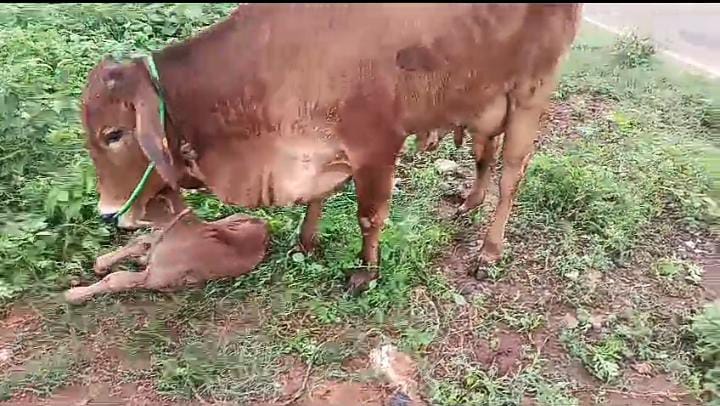 Sahiwal Cow