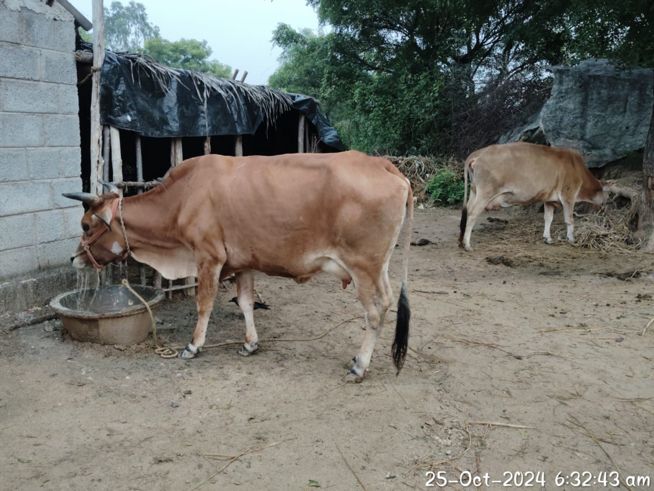 Sindhu Cow