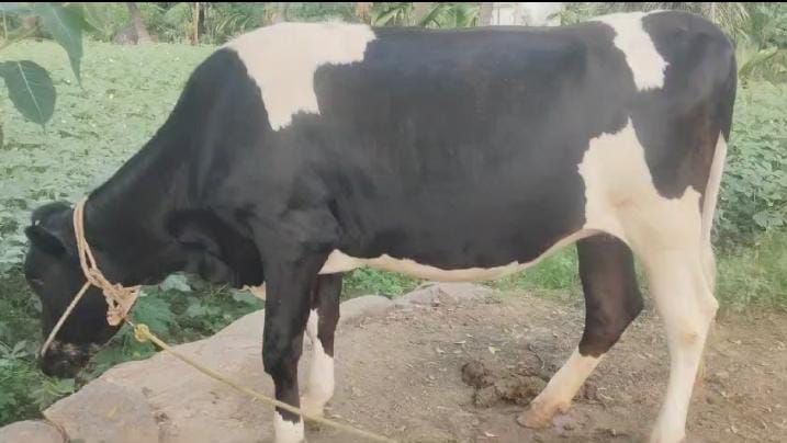 HF Cow