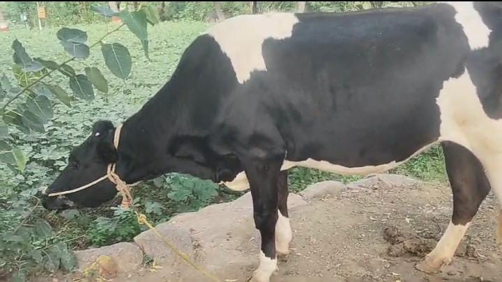 HF Cow