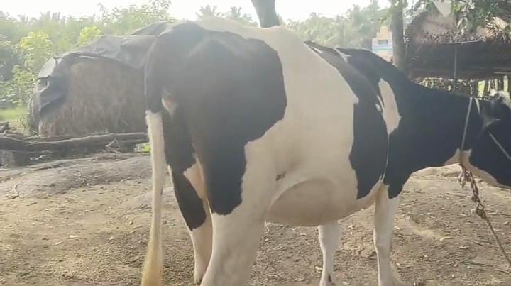 HF Cow