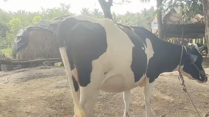 HF Cow