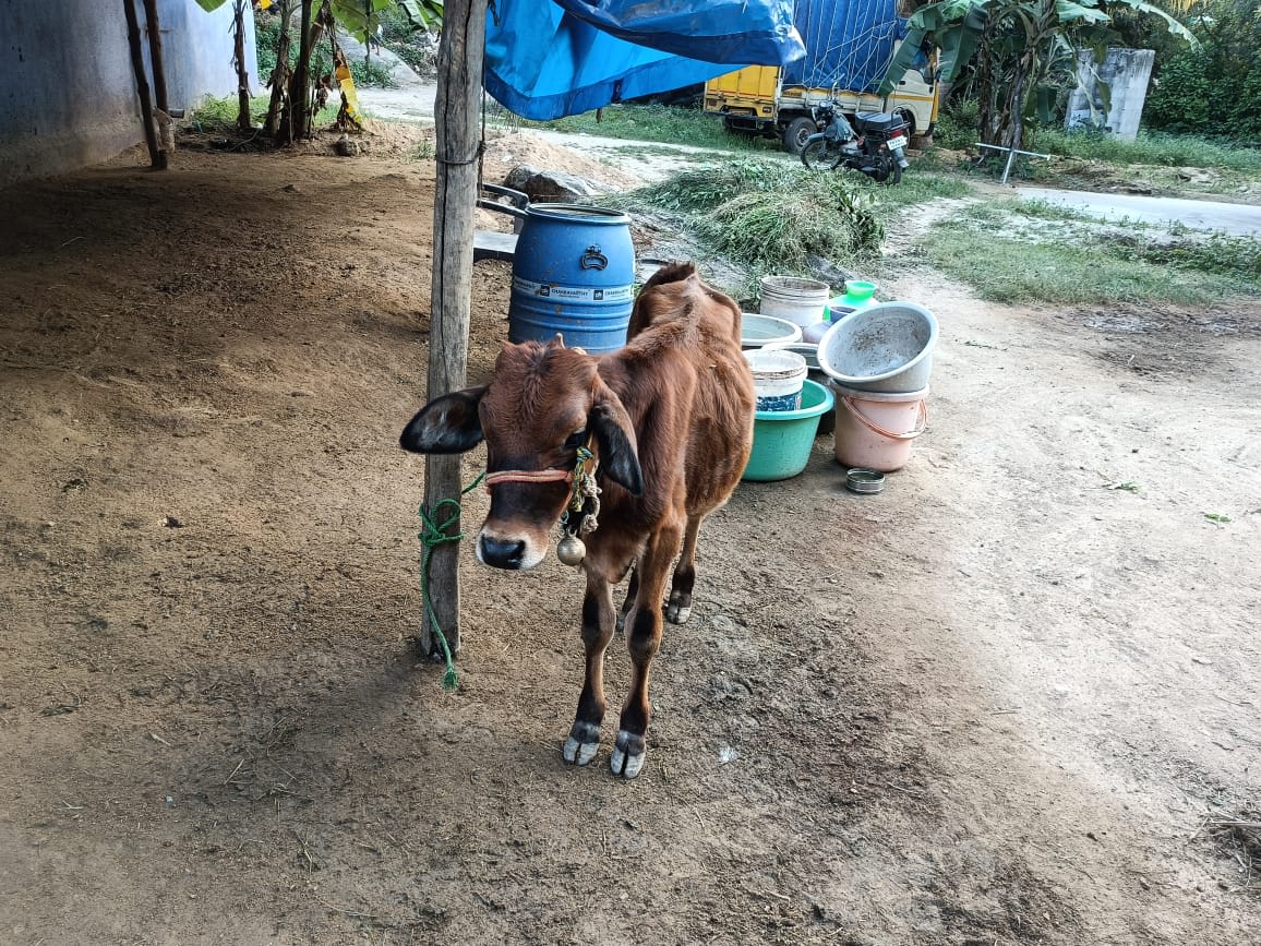 Sindhu Cow
