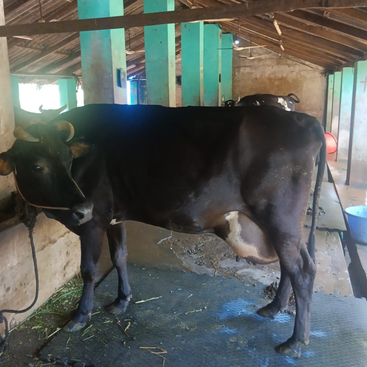 HF Cow
