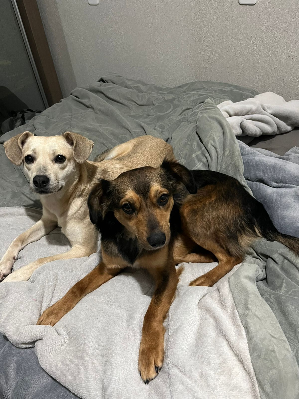 Max e Amora