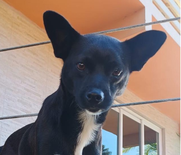 PERDIDO OU ABANDONADO?