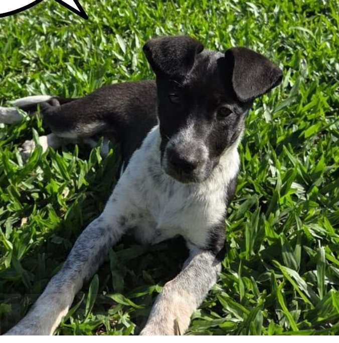 Leila