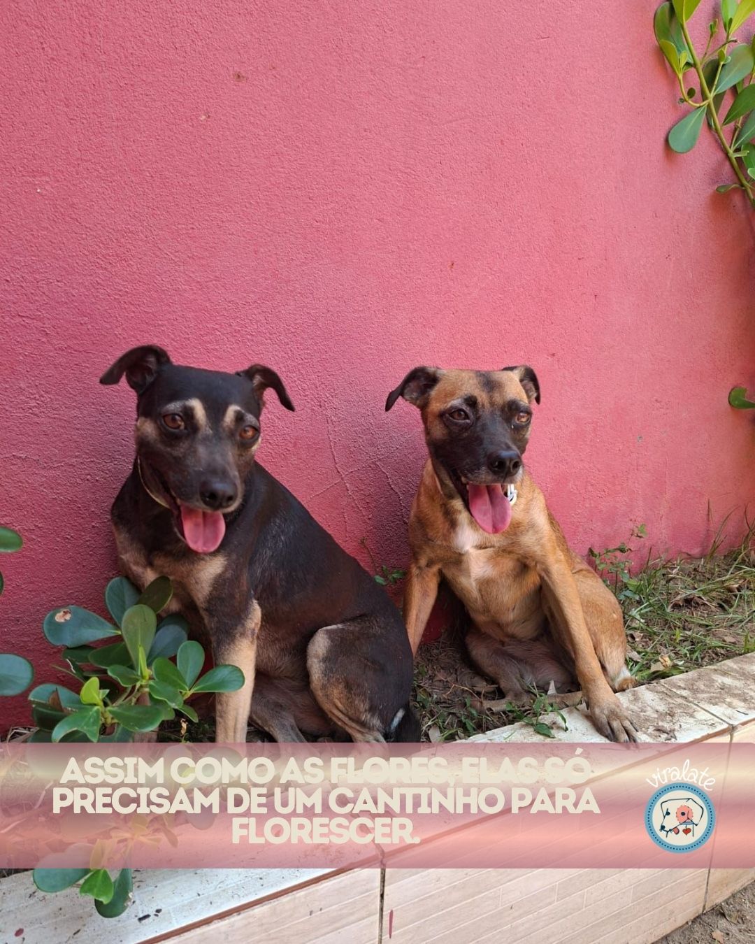 Pretinha e Estrela