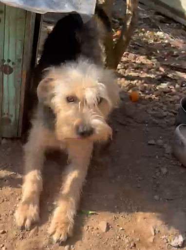 Doguinho abandonado