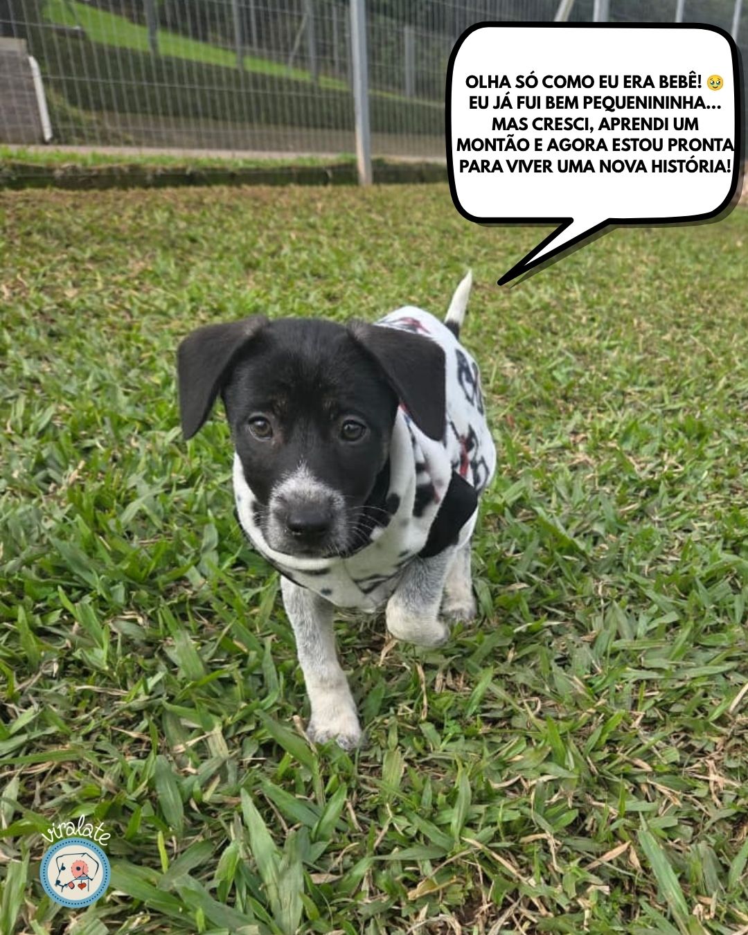 Foto adicional