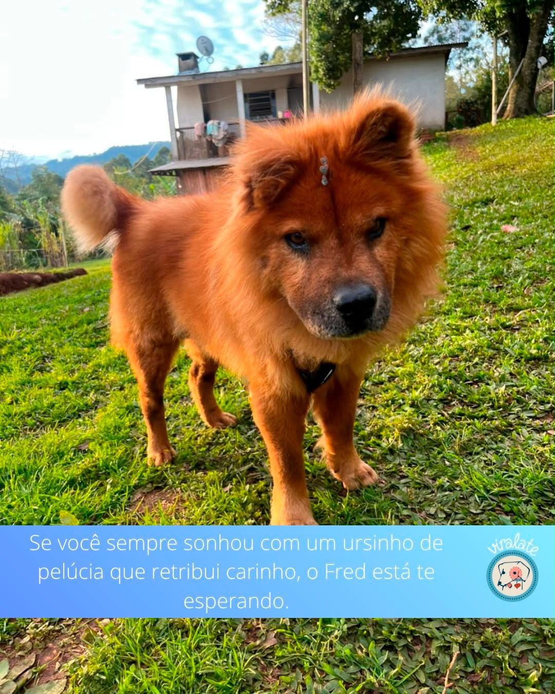 Foto adicional