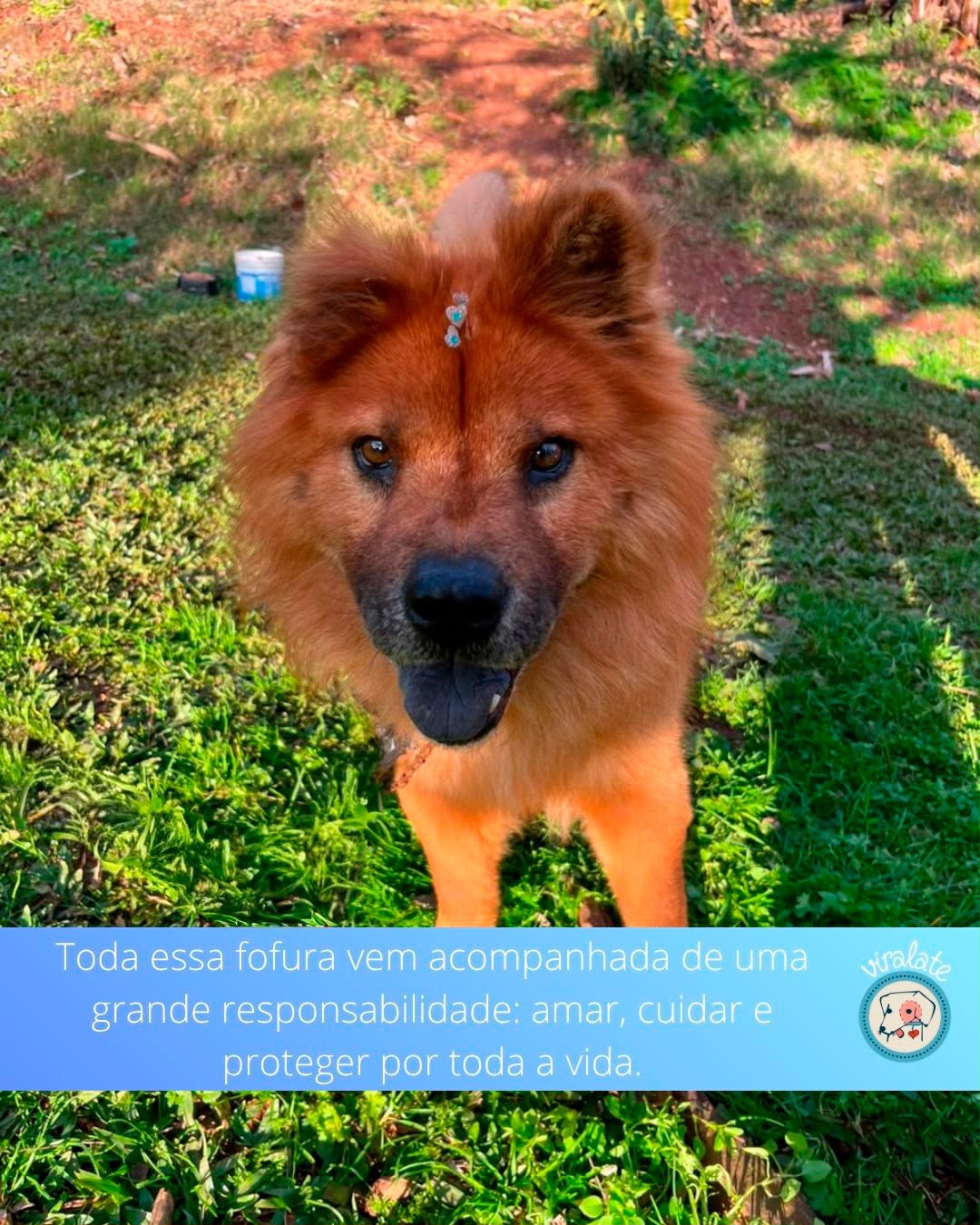 Foto adicional
