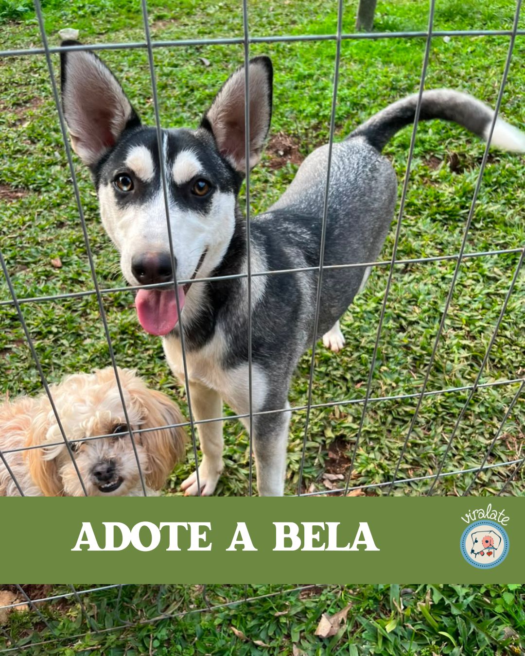Foto adicional