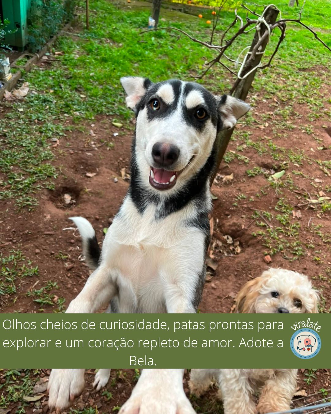 Foto adicional