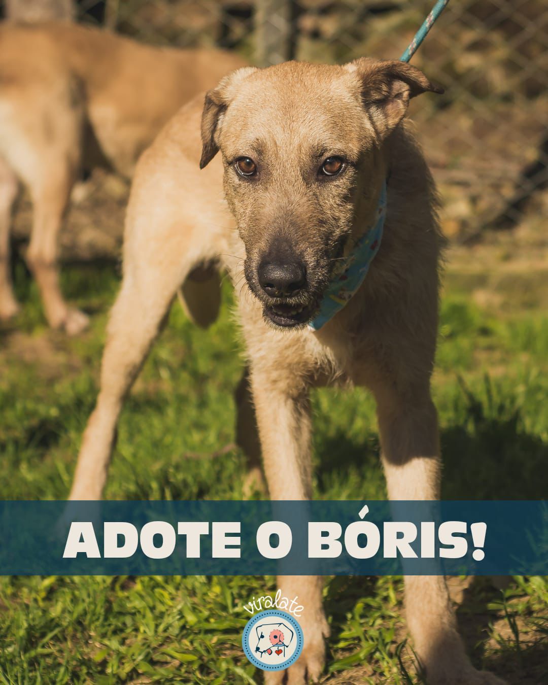 Foto adicional