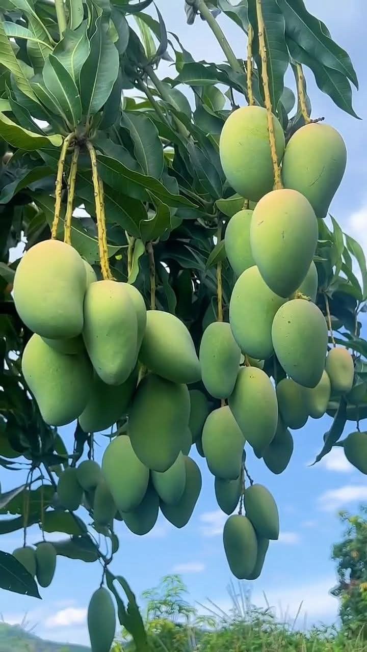 প্রিমিয়াম গোপালভোগ (রাজশাহী)