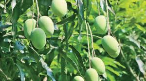 সুপার সুইট হিমসাগর (খিরসাপাত)