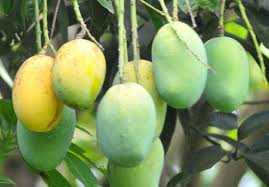 শাহী ল্যাংড়া (চাঁপনারায়ণগঞ্জ/রাজশাহী)