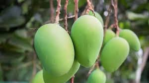 রাজকীয় আম্রপালি