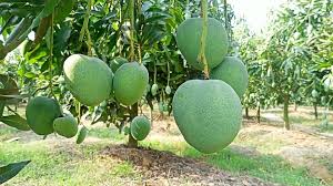রাজভোগ (রাজশাহী)